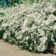Buske Omnia Garden Bukettspirea 50-80 cm