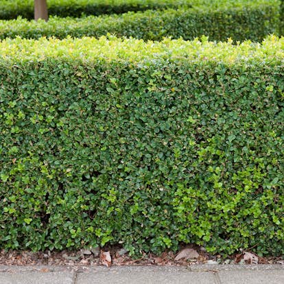 Buske Buxbom Omnia Garden (Buxus Sempervirens) 30-40 cm