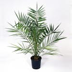 Dadelpalm Omnia Garden