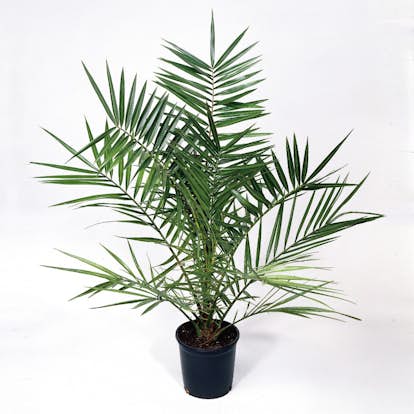 Dadelpalm Omnia Garden