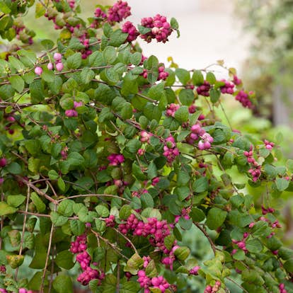 Prydnadsbuske Omnia Garden Doorenbos-snöbär