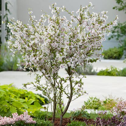 Prydnadsträd Omnia Garden Dvärgkörsbär Kojou-no-mai 60 cm - Vit Blomning