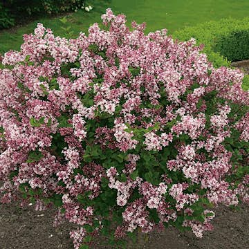 Prydnadsbuske Omnia Garden Dvärgsyrén