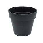 Blomkruka Recal Bariton