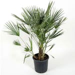 Europeisk Dvärgpalm Omnia Garden