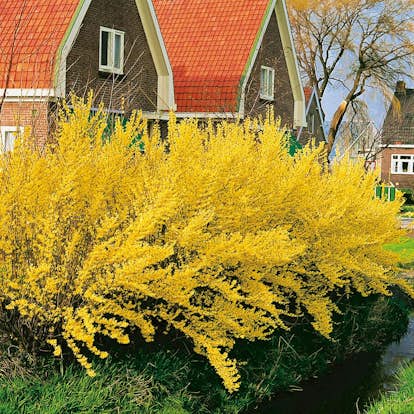 Prydnadsbuske Forsythia Omnia Garden Lynwood Gold