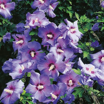 Prydnadsbuske Frilandshibiskus Omnia Garden Oiseau Bleu