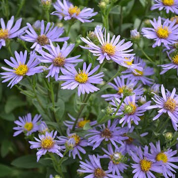 Planta Brittsommaraster Omnia Garden Axel Tallner