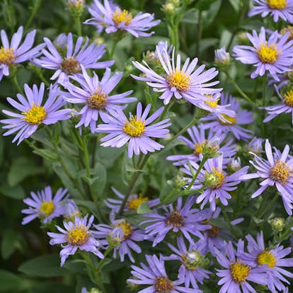 Planta Brittsommaraster Omnia Garden Axel Tallner