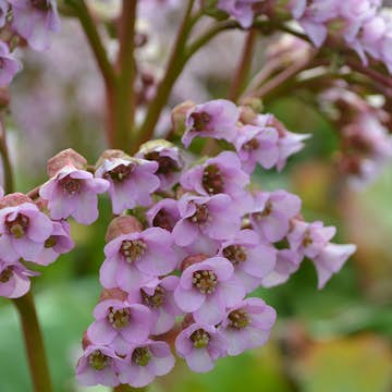 Planta Omnia Garden Hjärtbergenia Möja