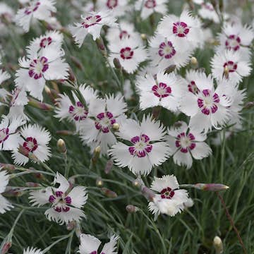 Planta Omnia Garden Fjädernejlika Marieberg