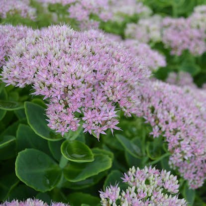 Planta Omnia Garden Kinesisk kärleksört Granlunda