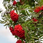 Prydnadsträd Omnia Garden Rönn