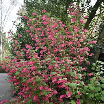 Prydnadsbuske Omnia Garden Rosenrips