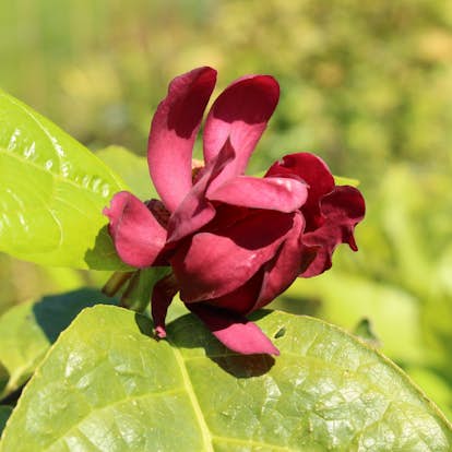 Kryddbuske Omnia Garden 150-200 cm