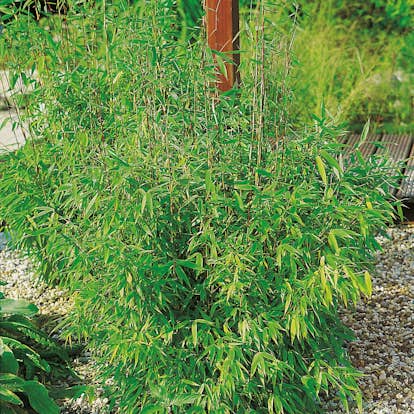 Prydnadsbuske Bergbambu Omnia Garden Simba