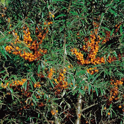 Buske Havtorn Omnia Garden Julia Honplanta