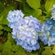 Prydnadsbuske Omnia Garden Hortensia Endless Summer