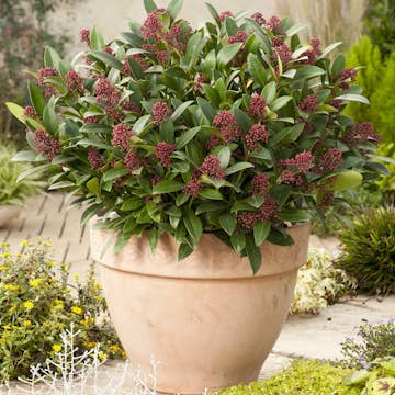 Prydnadsbuske Omnia Garden Vinterbär