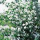 Prydnadsbuske Kameliaschersmin Omnia Garden Philadelphus 'Virginal', sol