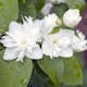 Prydnadsbuske Kameliaschersmin Omnia Garden Philadelphus 'Virginal', sol