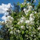Prydnadsbuske Kameliaschersmin Omnia Garden Philadelphus 'Virginal', sol