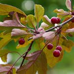 Prydnadsträd Omnia Garden Rönnbärsapel