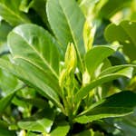 Prydnadsträd Omnia Garden Lagerhägg på stam Etna SH