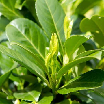 Prydnadsträd Omnia Garden Lagerhägg på stam Etna SH