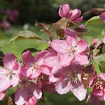 Prydnadsträd Apel Omnia Garden Pink Spires