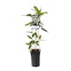 Klätterväxt Vintergrön Klematis Omnia Garden Armandii 40-60 cm