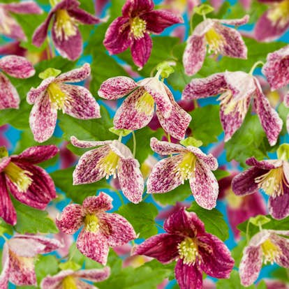 Klätterväxt Vintergrön Klematis Omnia Garden Freckles 40-60 cm