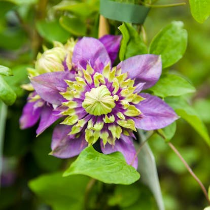 Klätterväxt Vintergrön Klematis Omnia Garden Taiga 40-60 cm