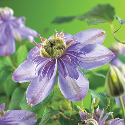 Klätterväxt Tidig Storblommig Klematis Omnia Garden Blue Light 40-60 cm