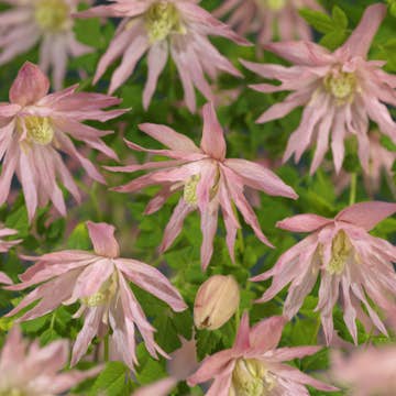 Klätterväxt Klematis Omnia Garden Country Rose 40-60 cm