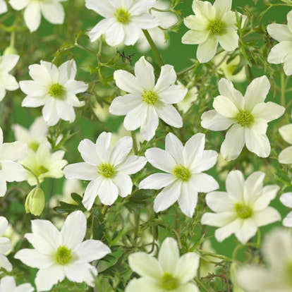 Klätterväxt Klematis Omnia Garden Early Sensation 40-60 cm