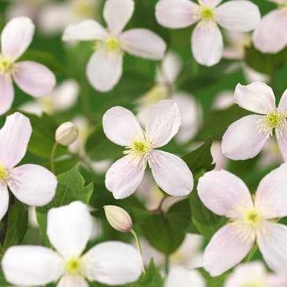 Klätterväxt Bergklematis Omnia Garden Fragrant Spring 40-60 cm