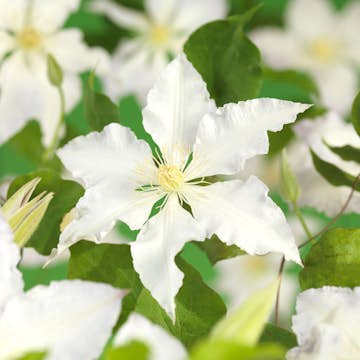 Klätterväxt Storblommig Klematis Omnia Garden Gladys Picard 40-60 cm