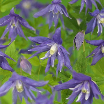 Klätterväxt Atragene Klematis Omnia Garden Maidwell Hall 40-60 cm