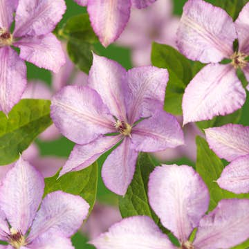 Klätterväxt Storblommig Klematis Omnia Garden Margret Hunt 40-60 cm