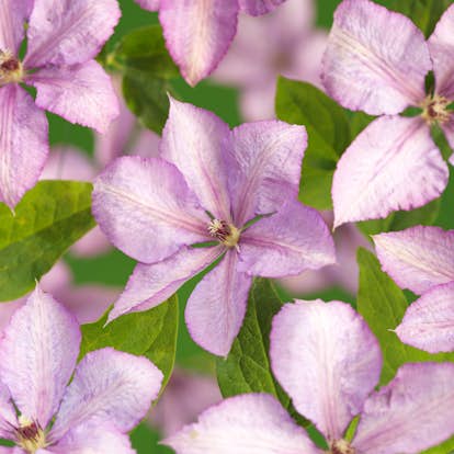 Klätterväxt Storblommig Klematis Omnia Garden Margret Hunt 40-60 cm