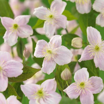 Klätterväxt Bergsklematis Omnia Garden Mayleen 40-60 cm