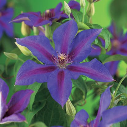 Klätterväxt Storblommig Klematis Omnia Garden Mrs N. Thompson 40-60 cm