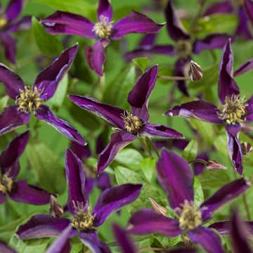 Klätterväxt Klematis Omnia Garden Noora 40-60 cm