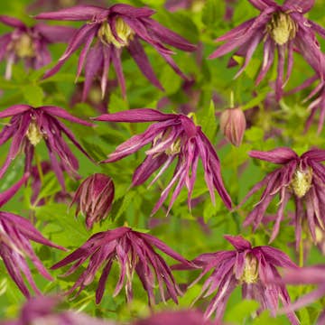 Klätterväxt Atregene Klematis Omnia Garden Octopus 40-60 cm