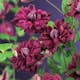 Klätterväxt Italiensk Klematis Omnia Garden Purpurea Plena Elegans 40-60 cm