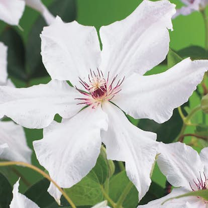 Klätterväxt Klematis Omnia Garden Snow Queen 40-60 cm