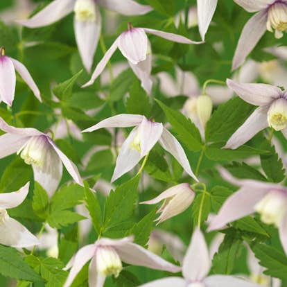 Klätterväxt Klematis Omnia Garden Willy 40-60 cm