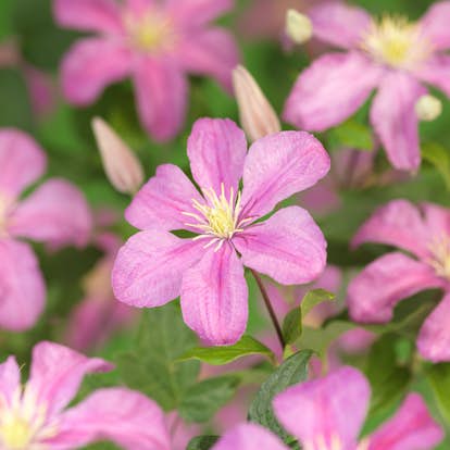 Klätterväxt Ljusrosa Jackmanii-Klematis Omnia Garden 40-60 cm