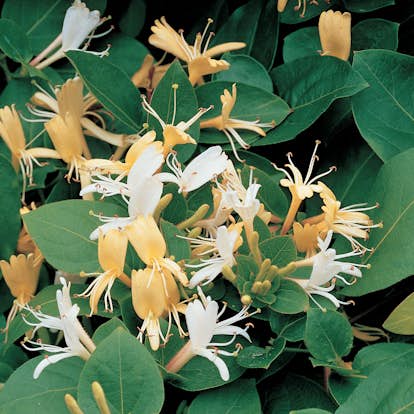 Klätterväxt Slingertry Hall`s Prolific Omnia Garden 40-60 cm